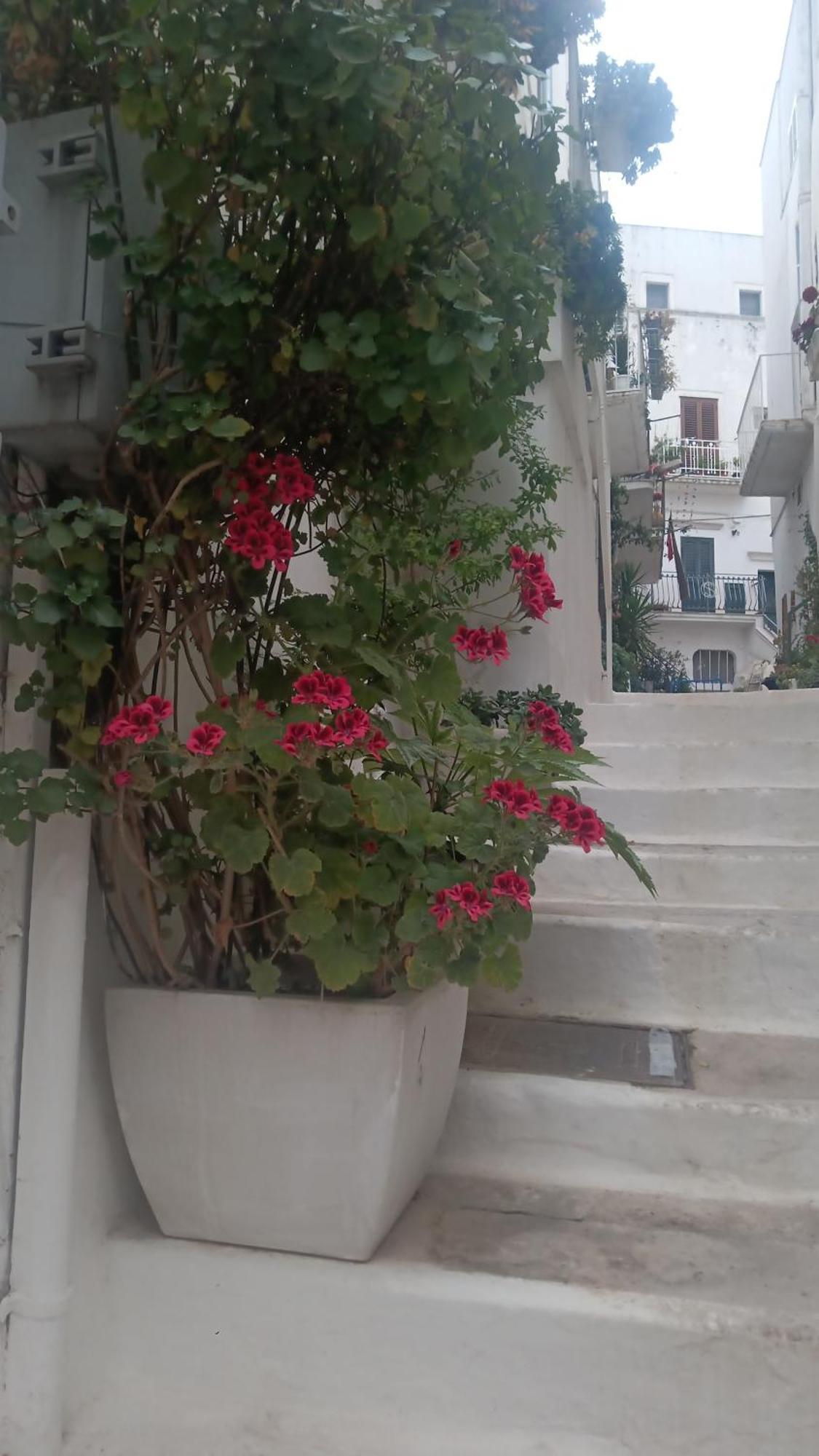 La Chicca Di C.Cavour Hotell Ostuni Eksteriør bilde